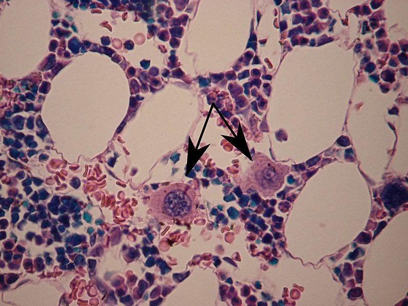Medicine Question Bank