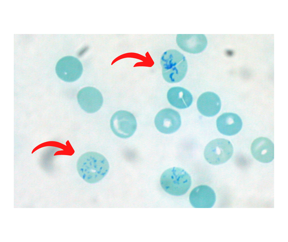 Medicine Questions